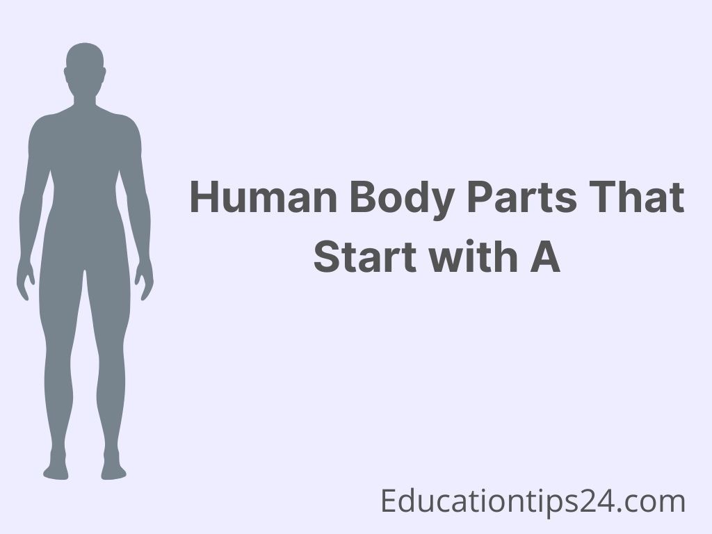 Human Body Parts That Start with A